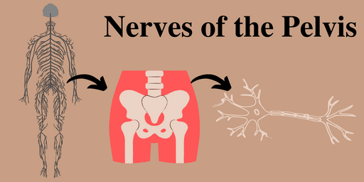 Nerves of the Pelvis