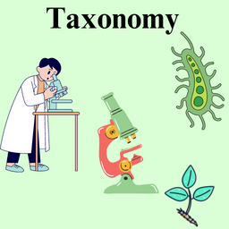 Nursing Taxonomy