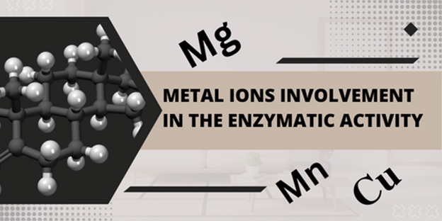 Factors Affecting Enzymatic Activity